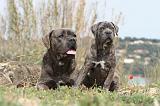 CANE CORSO 186